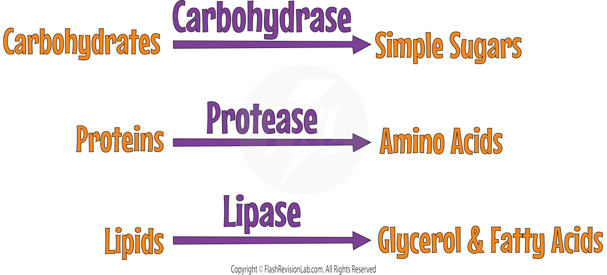 Digestive Enzymes